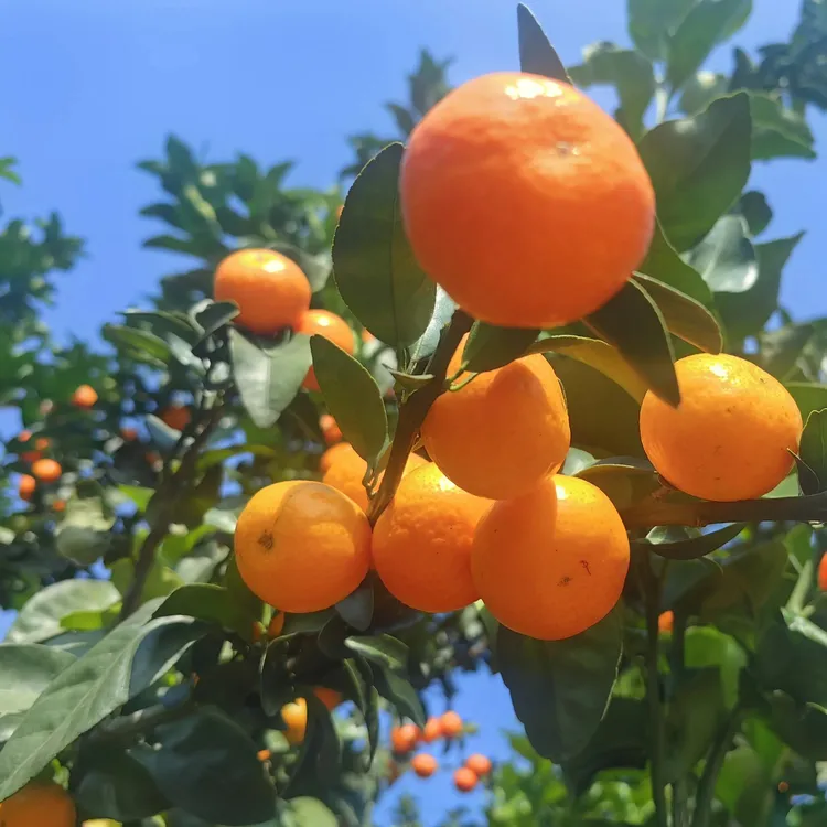 广西桂林金秋沙糖桔新鲜细嫩多汁应季水果现摘现发孕妇适用