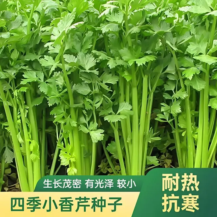 四季香芹小芹菜农家菜园家庭蔬菜蔬菜菜籽蔬菜种子黄心土芹种子