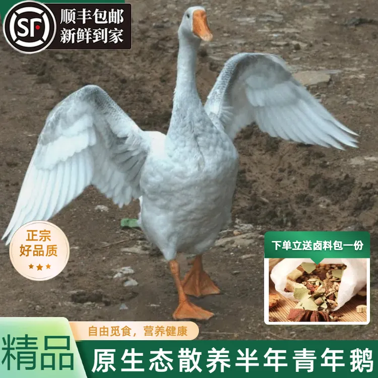 项天歌农家散养整只东北大鹅 走地鹅新鲜现杀带心肝铁锅红烧顺丰