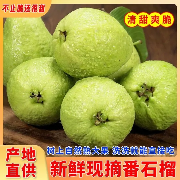 广西白心芭乐当季番石榴青色清脆香檽甜鸡屎果孕妇新鲜水果番石榴