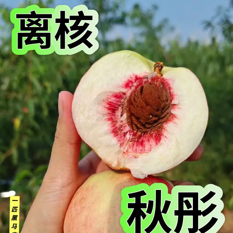 《一匹黑马农场》天津本地 桃子新鲜顺丰京东包邮现摘现发