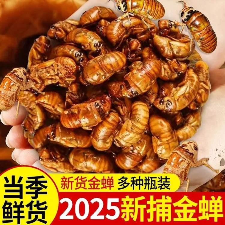  当季新鲜知了猴节流龟金蝉爬叉猴活体速冻蝉蛹新鲜唐僧知了龟