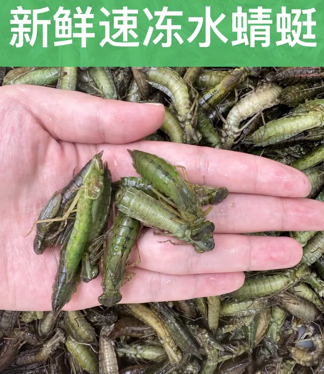水蜻蜓新鲜速冻昆虫幼虫烧烤食材多规格可选