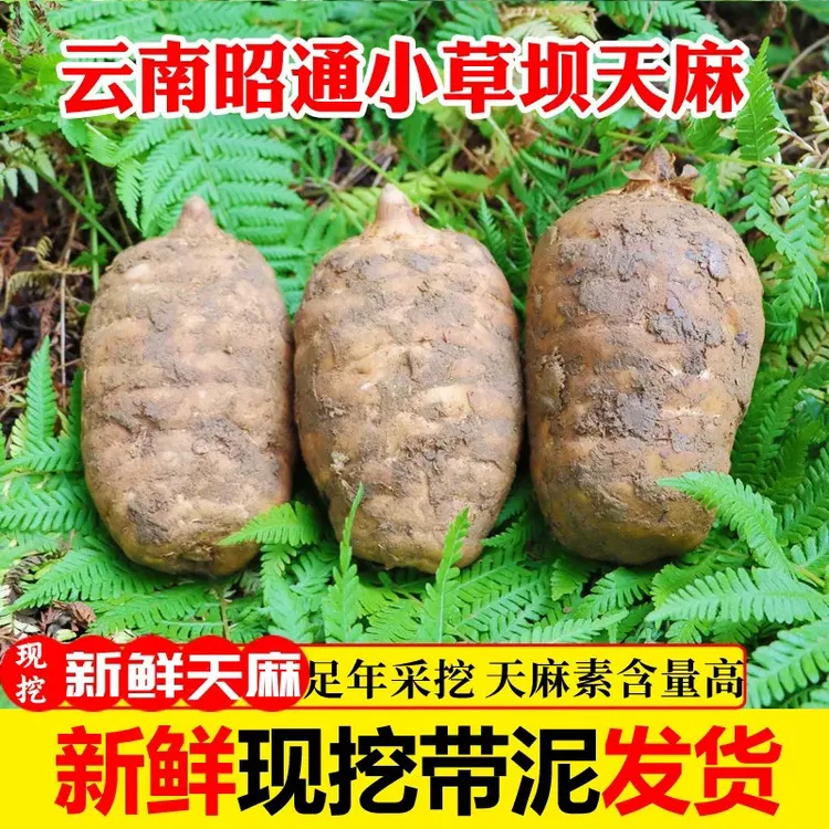 鲜天麻云南昭通特产乌天麻林下仿野生小草坝天麻煲汤炖肉新鲜天麻