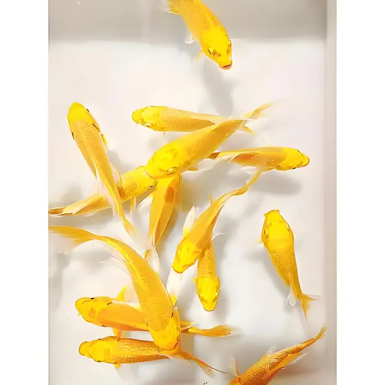 观赏鱼锦鲤10-20厘米黄金锦鲤好养耐活冷水鱼淡水鱼龙凤活体