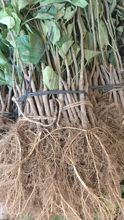 大叶油桑抗病耐旱发芽早养蚕桑树苗