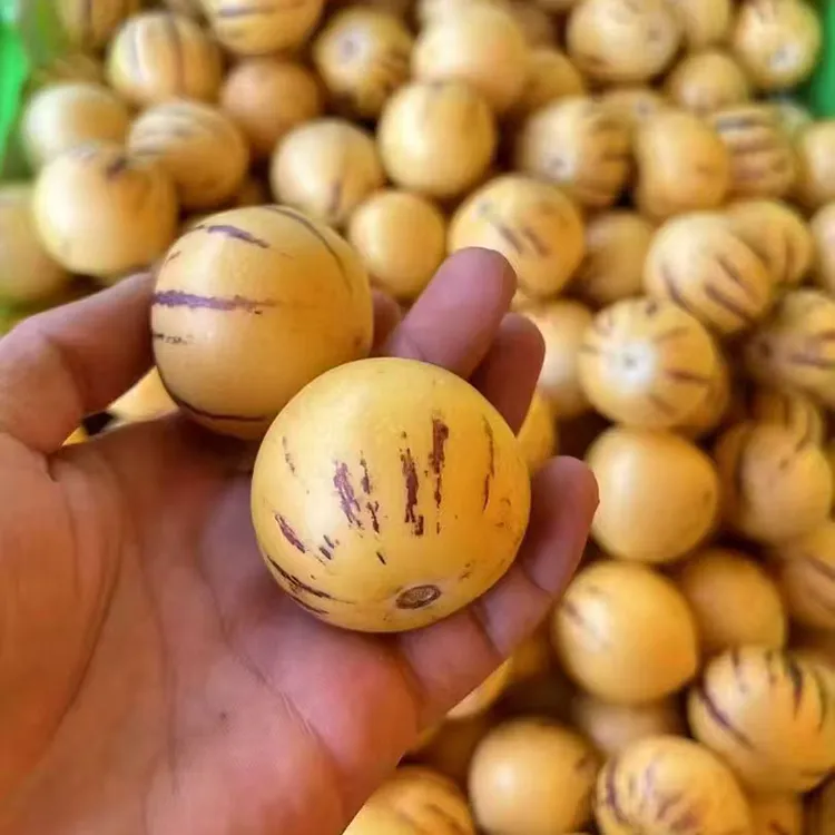 盛果邻  云南石林树上熟人参果宝宝果迷你果香甜多汁新鲜水果