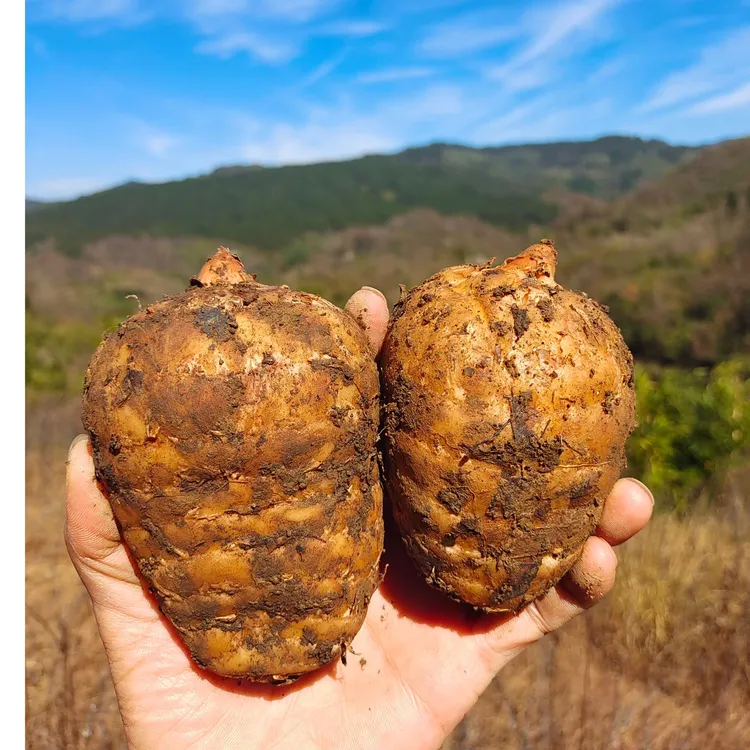 新鲜天麻云南新鲜天麻昭通小草坝天麻原产地发货林下仿野生乌天麻