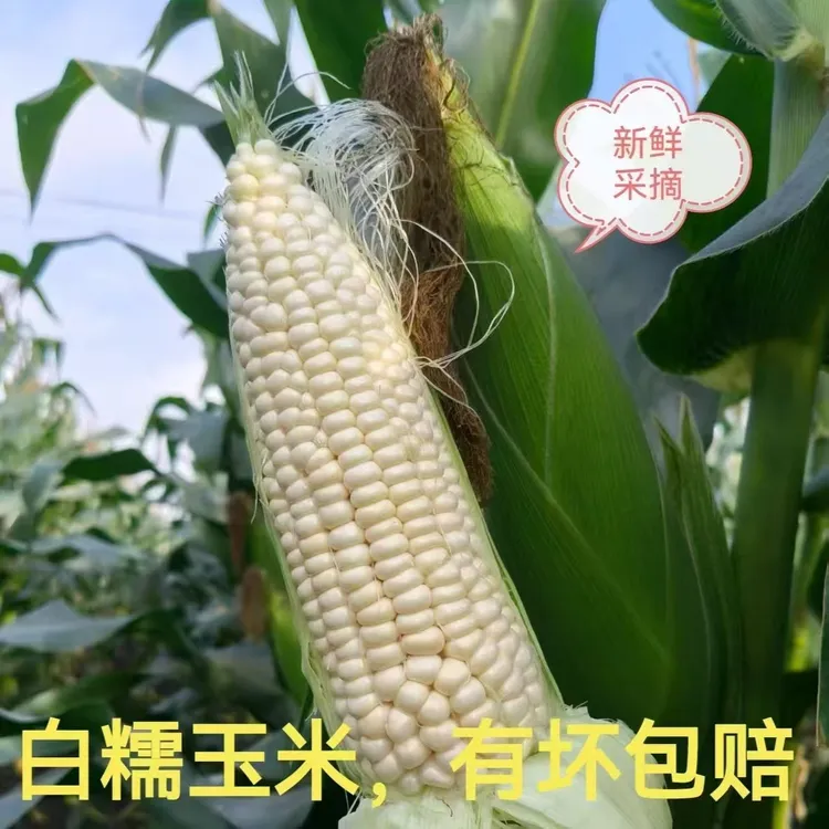 【当天现采】攀枝花鲜嫩白糯玉米直发软糯香甜家庭装尝鲜优选够好