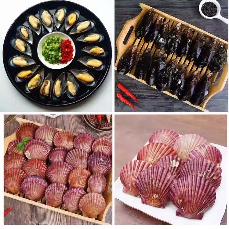 （精选混搭单只6-10公分）肥美新鲜小红贝+青口贝 美味鲜嫩