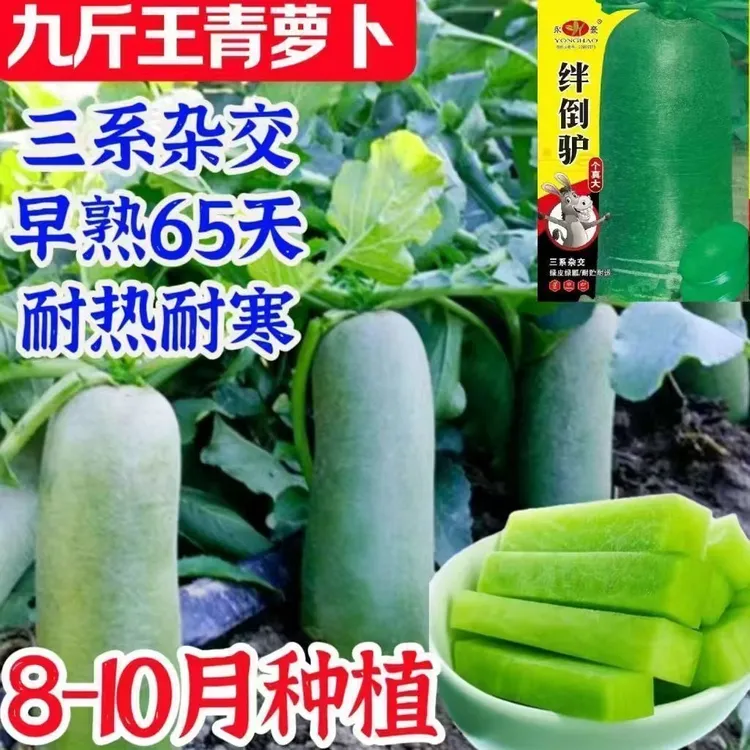绊倒驴青萝卜种子甜脆生吃正宗山东里外大青萝卜籽秋季蔬菜种籽