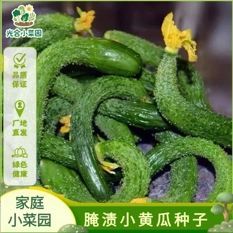 【腌渍小黄瓜种子】小黄瓜扭种子四季种植盆栽地栽阳台小院种植蔬菜