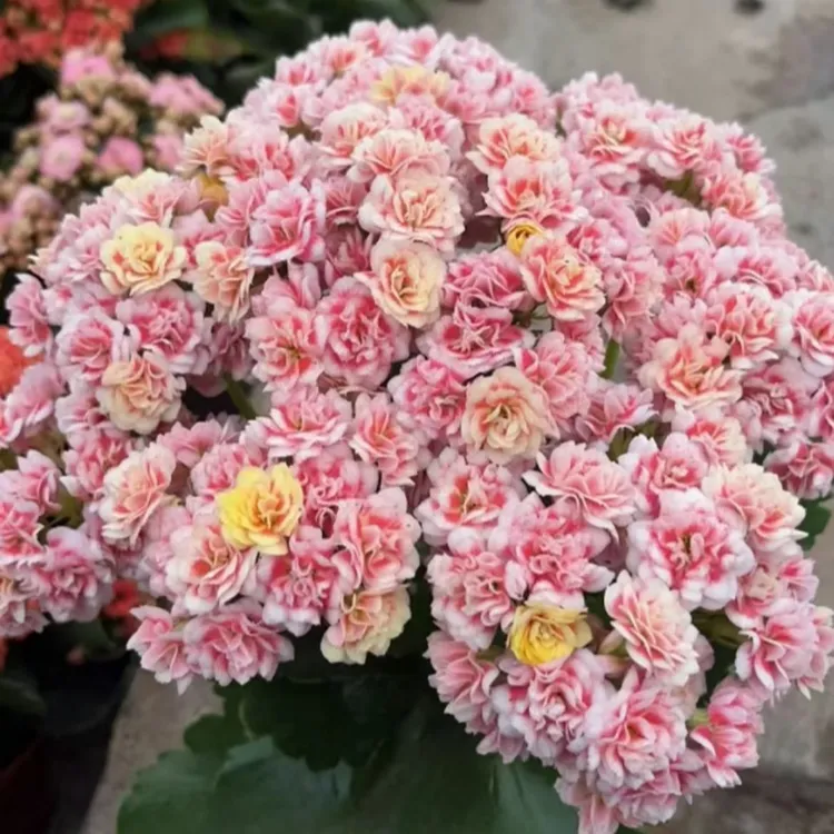 【漫卷流光+烟花】重瓣大花长寿盆栽花带花室内阳台好养四季开花