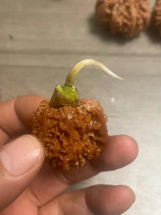 秦岭野生小众文玩麻核桃秦闷原生芽盆栽