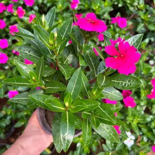 长春花（木本）组合套餐