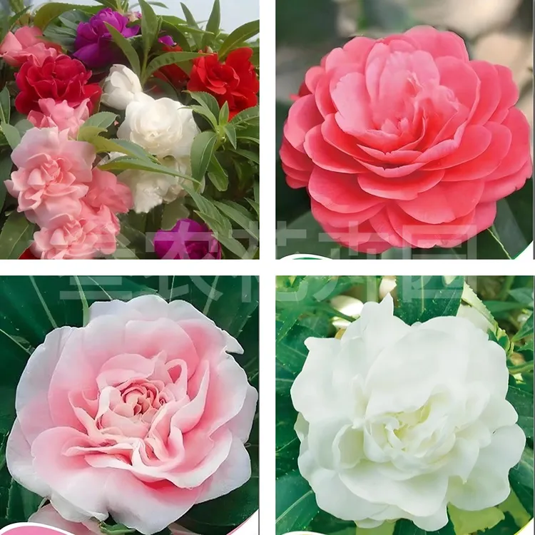 指甲花种子凤仙花种子重瓣籽四季开花花种子盆栽四季阳台种子花卉