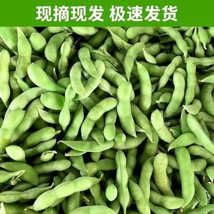 安徽毛豆新鲜带壳青毛豆嫩豆荚黄豆大豆商用本地农家自蔬菜现摘