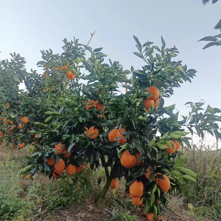 江西赣南脐橙新鲜现摘当季水果产地直发