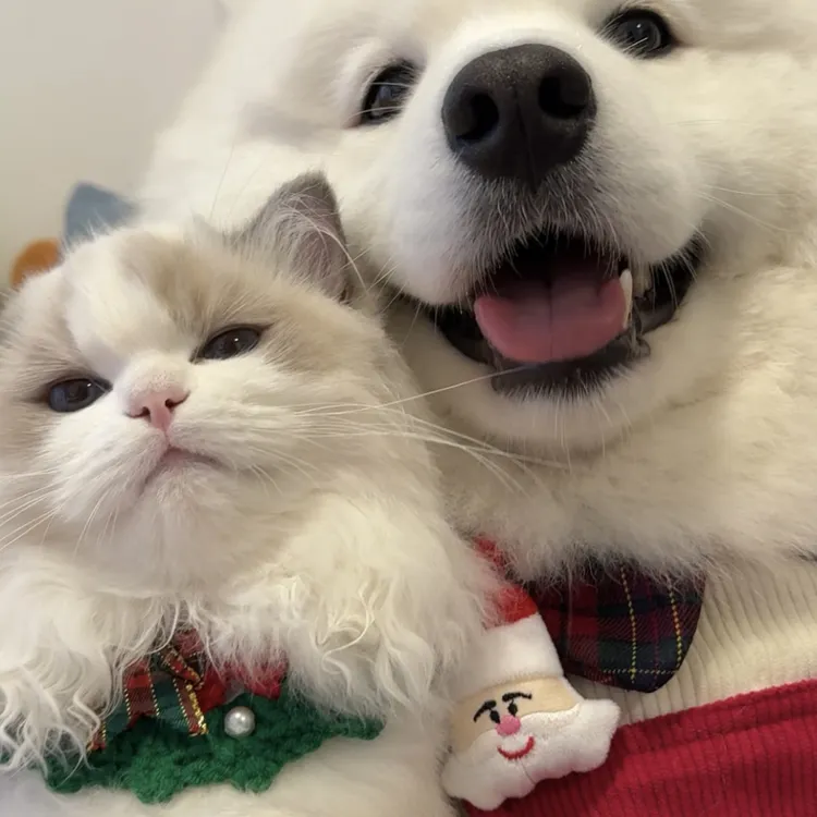 宠物画来图定制提前预约排队中