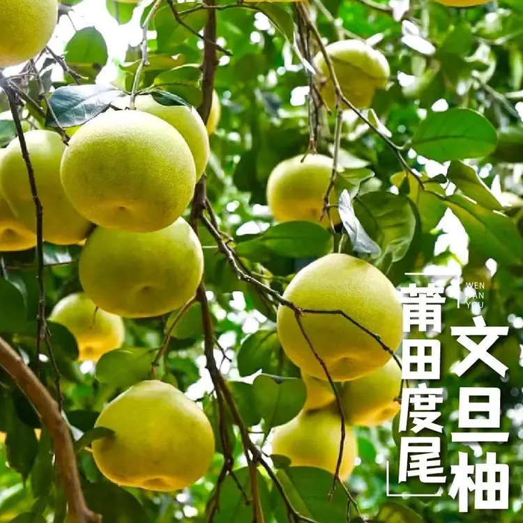 【文旦柚】福建莆田仙游度尾当季水果文旦柚