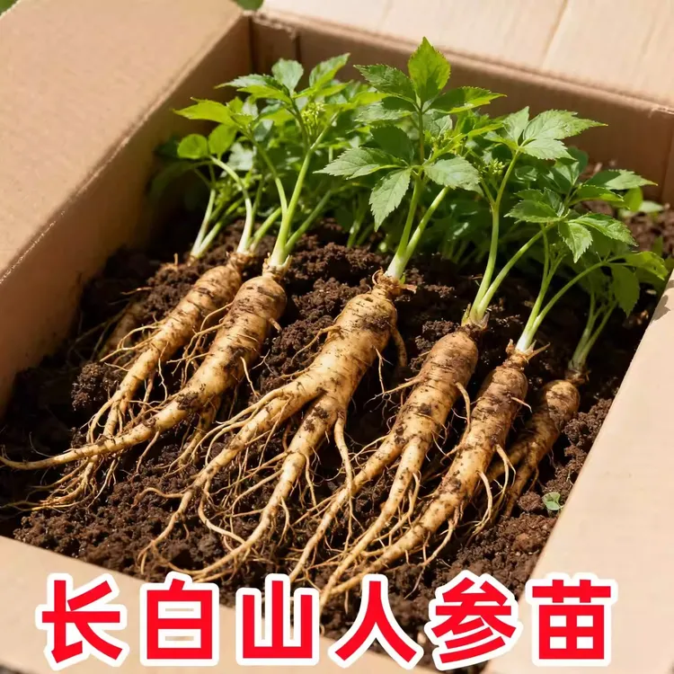人参活苗盆栽人参苗带土长白山人参苗子种植带盆种苗野山参幼苗商品图