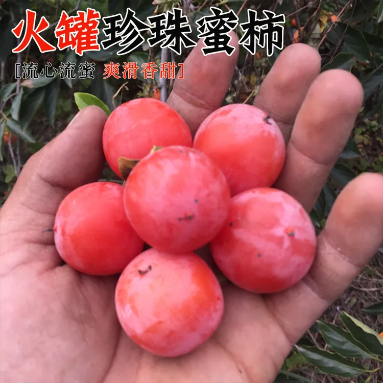 火罐珍珠蜜柿无核应季新鲜软甜软柿子火晶水果新鲜小柿子