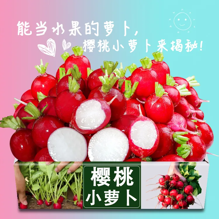 樱桃萝卜新鲜水果红皮甜脆生吃特产蔬菜东北蘸酱菜小萝卜当季蔬菜