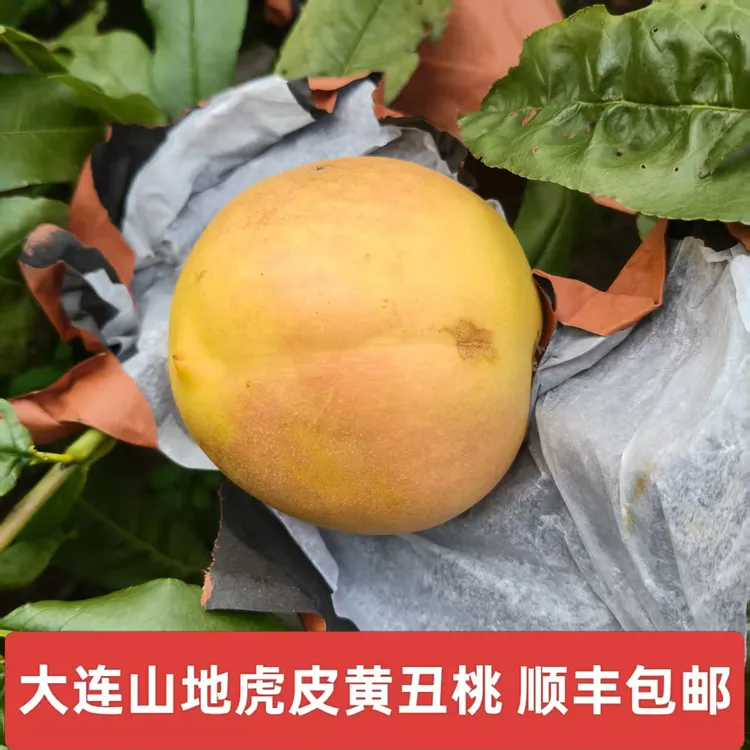 【顺丰包邮】大连山区黄虎皮离核丑桃脆甜黄油桃新鲜采摘礼盒装