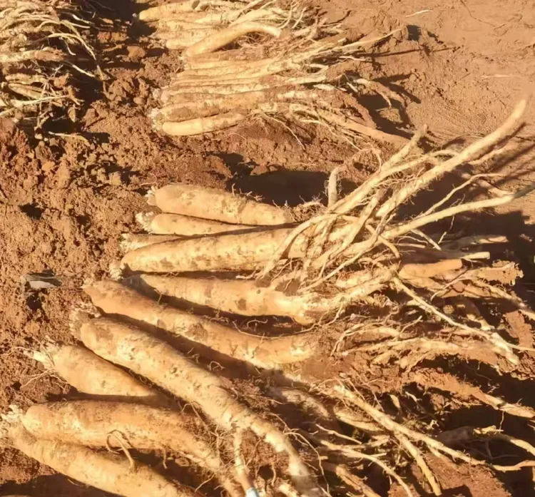 威宁黄党参，新鲜现采现挖可煲汤泡水泡酒滋补营养