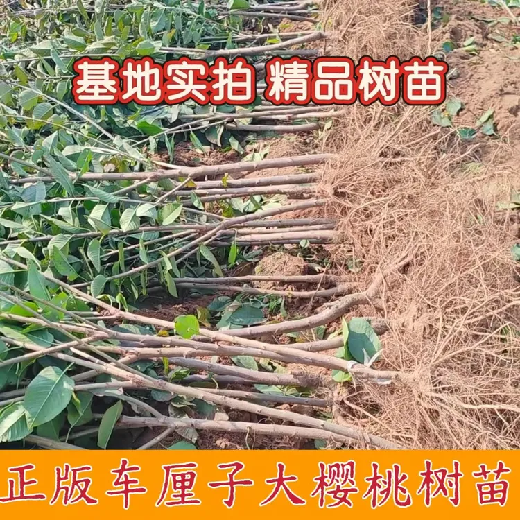 精选【车厘子大樱桃树】基地直发适合南北方种植水果苗盆栽室内
