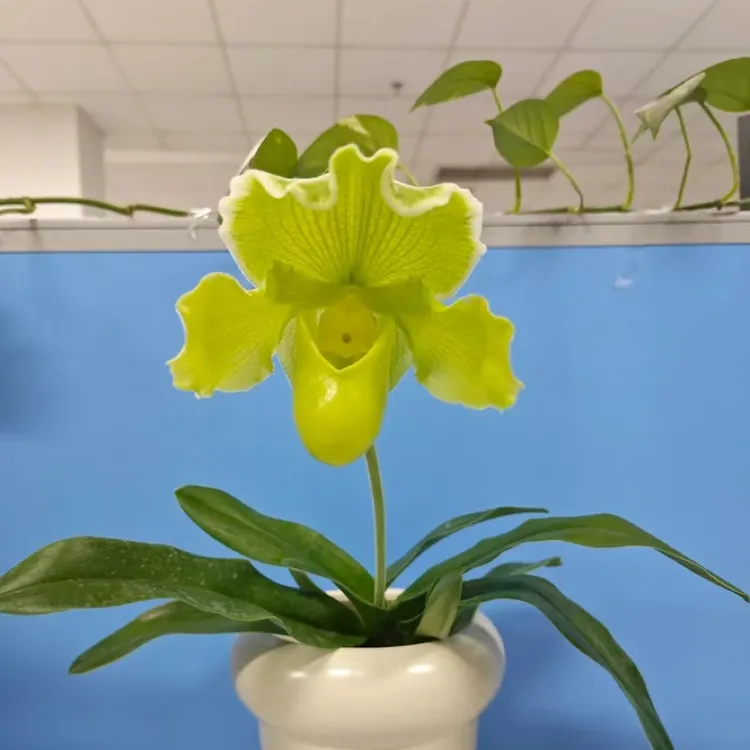 万峰绿缘【绿肉饼兜兰】人工培育苗花大色艳花期持久兰花生长盆栽