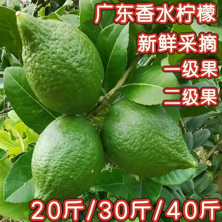 【柠檬之王生鲜店】新鲜采摘正宗广东香水柠檬香柠檬奶茶店商用水果