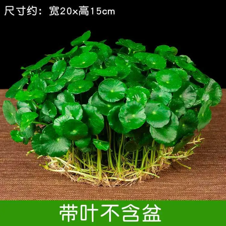 铜钱草招财水培植物办公室桌面盆栽金钱草花卉室内水养绿植吸甲醛