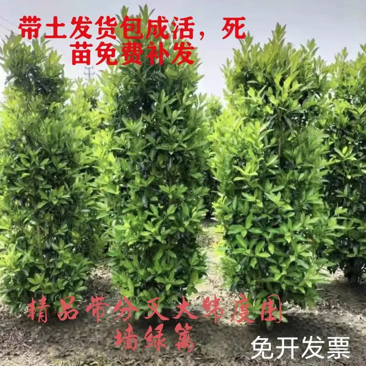 北海道大叶黄杨冬青树苗四季常青庭院围墙绿篱植物耐寒耐旱