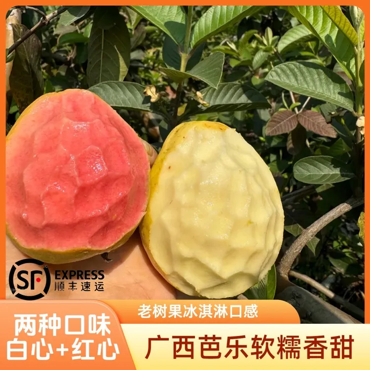 【树上熟芭乐】顺丰包邮广西老树芭乐新鲜软糯香甜冰淇淋口感当季水