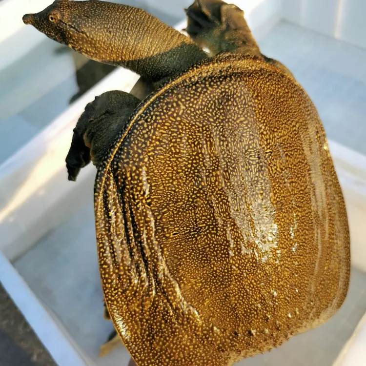 黄甲鱼   食用甲鱼