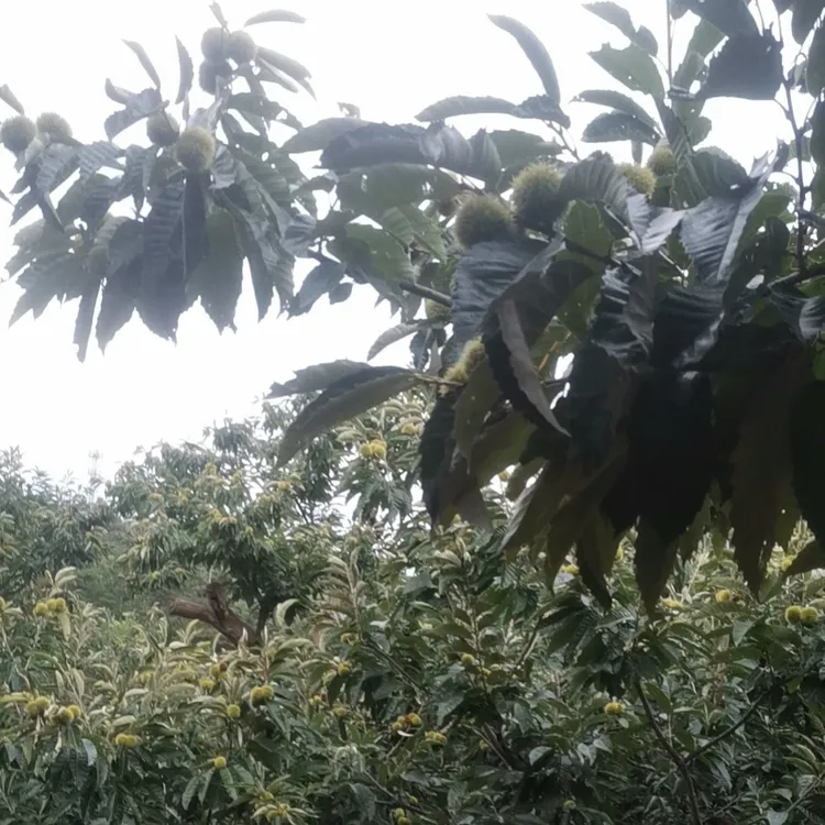 正宗迁西3113鲜板栗锥栗大果中果软糯香甜现摘现发正宗迁西板栗