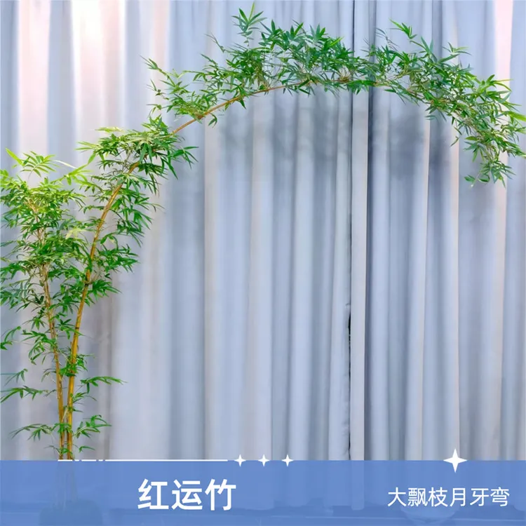 精品大型高杆飘枝红观音竹庭院室内茶室桌面水培造景四季绿植盆栽