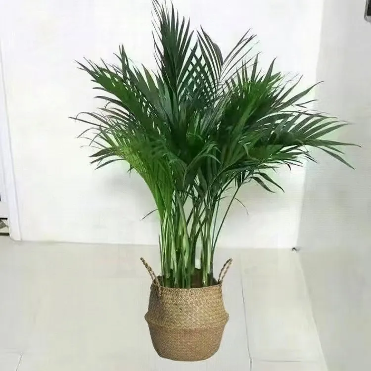 散尾葵凤尾竹大型绿植盆栽富贵椰子室内客厅盆景好养送礼性价比