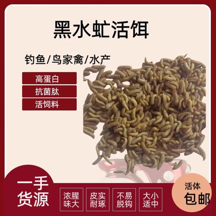 黑水虻高蛋白鲜活鱼饵钓重唇鱼土凤雅鱼白甲罗非翘嘴鲫鲤黄辣丁