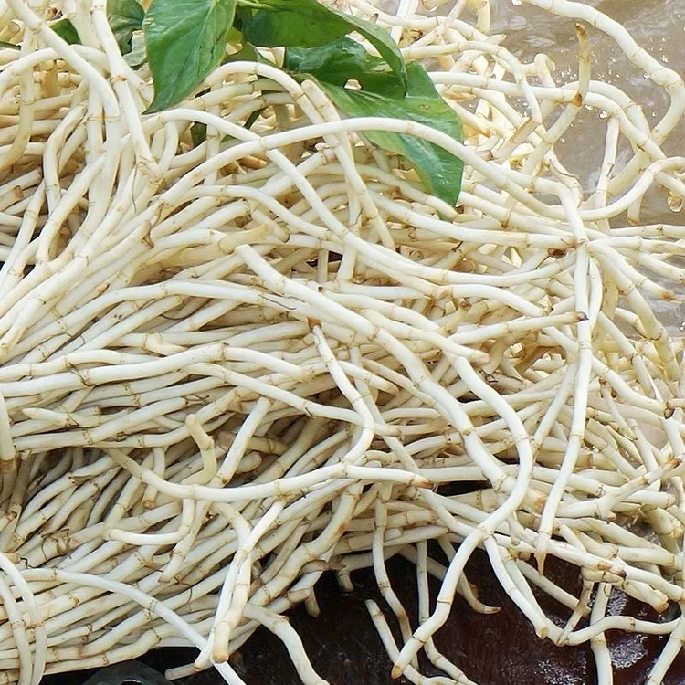 【新根上市】洗净折耳根农家种植嫩根脆嫩 新鲜鱼腥草现挖 节节根