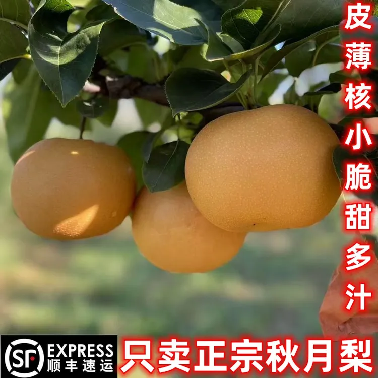 【顺丰包邮】正宗秋月爆甜无渣农家自种果园直发梨脆甜多汁现摘现发
