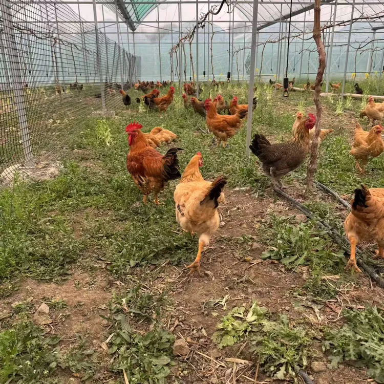 【强推荐】山里散养鸡 走地鸡 跑步鸡每天限量供应品质保证产品