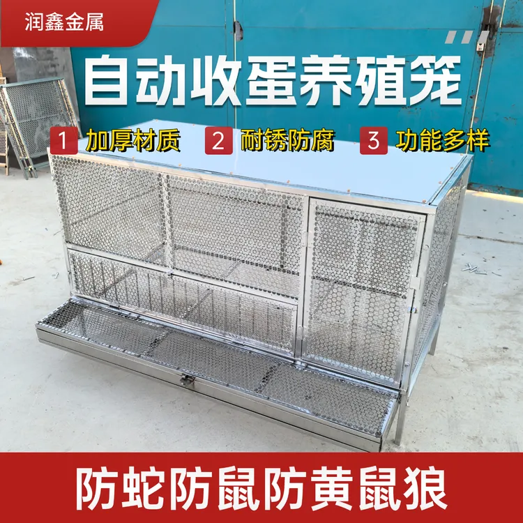 鸡笼可自动收纳鸡蛋放黄鼠狼镀锌支架不锈钢网片蛋鸡笼喂鸡笼笼子