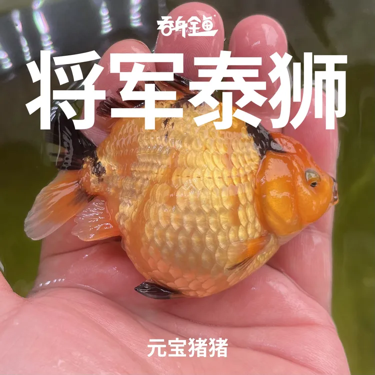 吞舟短尾将军泰狮6-10公分元宝娃娃脸不包邮顺丰到付