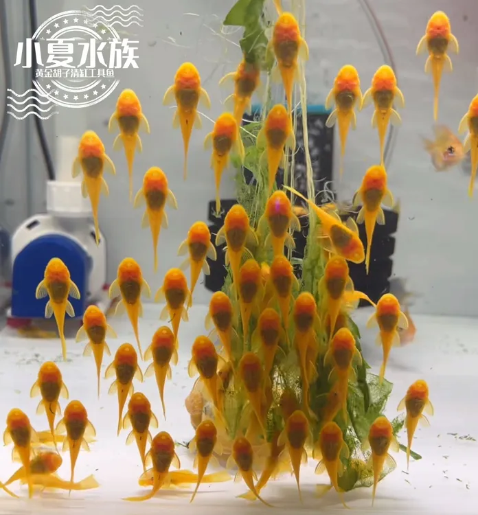 【入缸不售后】❗中通包邮❗热带鱼观赏鱼黄金胡子除藻工具小型热带鱼