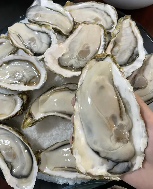 【高品质】生蚝原产地直发  鲜活牡蛎 5斤 10斤 冷链包邮