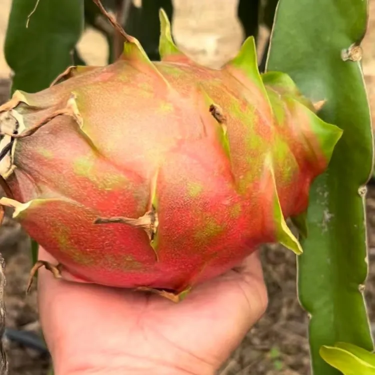 金都一号红肉火龙果苗阳台楼顶盆栽火龙果苗庭院果园四季种植