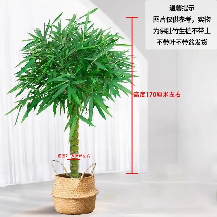 精品佛肚竹绿植高度1.7米/粗度7.8公分/不带叶不带盆不带土发货