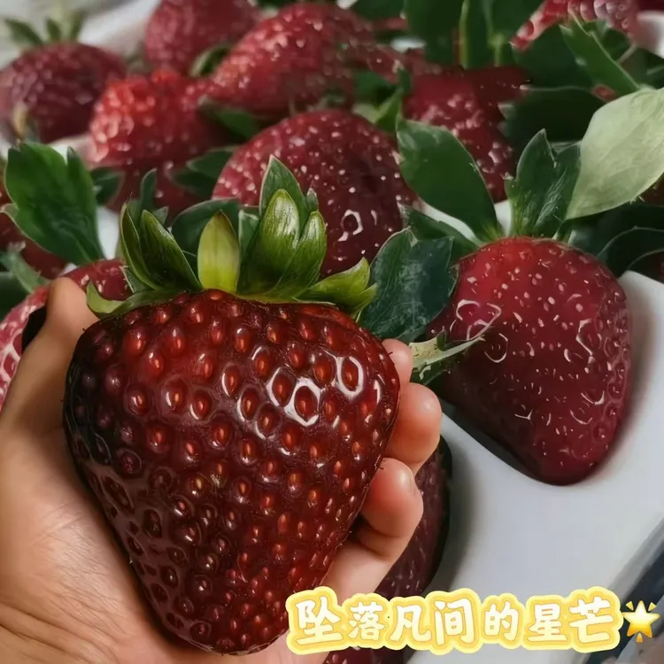 黑珍珠草莓苗盆栽